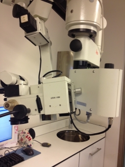 Microscopio Leika M655 